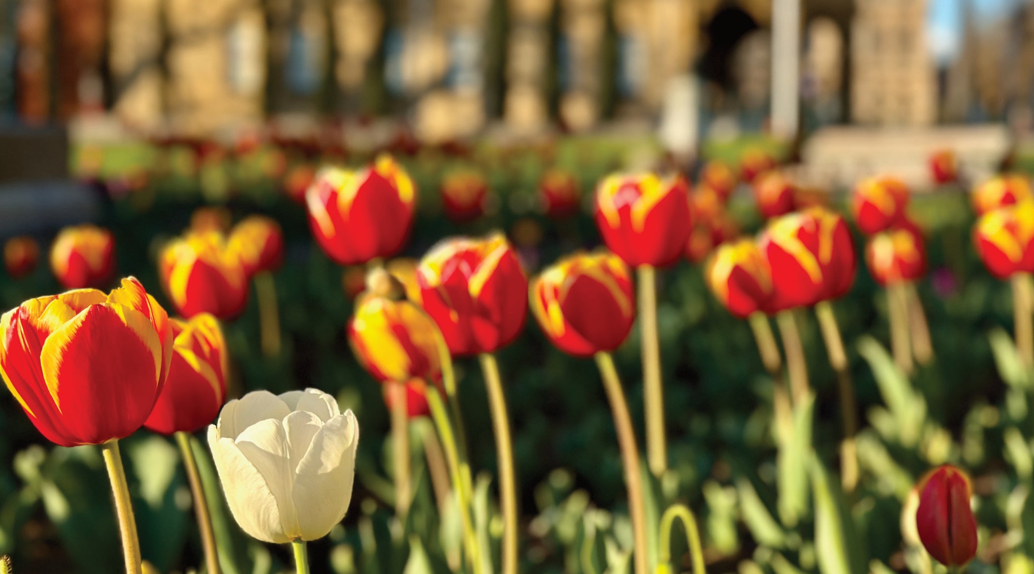 bed of tulips of reds and yellows captured in golden hour light