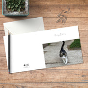 A small square birthday card in colour with full spread displayed on timber, featuring a pretty cat proudly swaggering