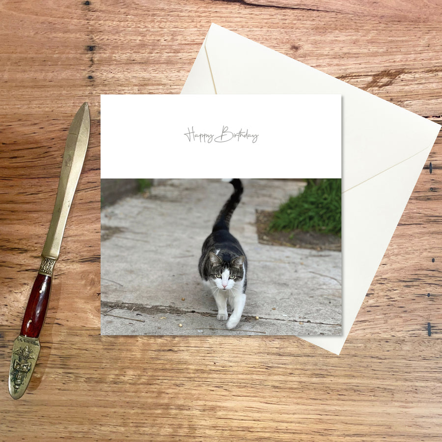 Birthday Greeting Card: Pretty Cat, a small square birthday card featuring a pretty cat, proudly swaggering, tail in air