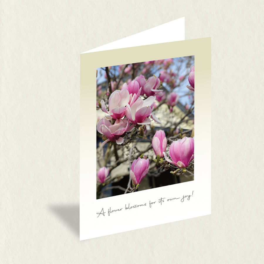 Designer Greeting Card: Spring Magnolias features the deep pink and white colours of the cup-like flowers of the Magnolia tree.