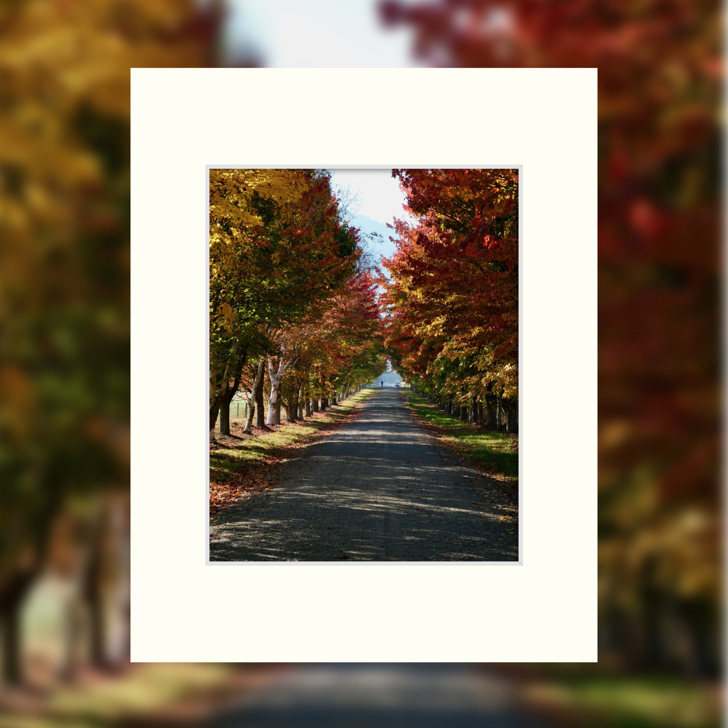 a ready to frame print of a tree lined avenue of gorgeous colour