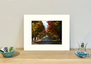 Frame mount containing a colour print of a tree-lined lane of dazzling autumn colour sitting upright on a sideboard