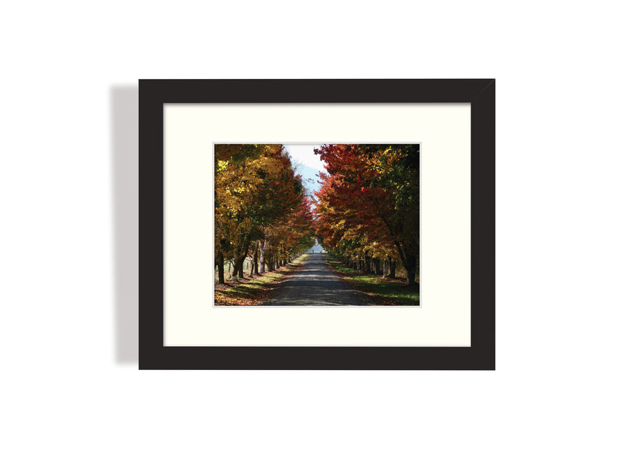 Frame mount with print of a tree-lined lane of dazzling autumn colour in finalised picture frame hanging on wall