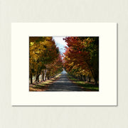 Ready to Frame Print: Autumn Bright - a frame mount containing a photo of a tree lined lane of dazzling autumn colour