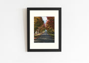 Frame mount with print of a lane of colourful autumn trees in finalised picture frame hanging on wall