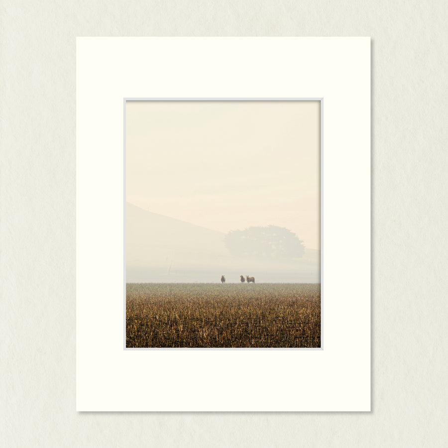 Ready to Frame Print: Hazy Pastoral - a frame mount containing a photo of 3 sheep in a pasture which is shrouded in a light smoke haze