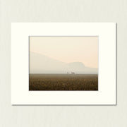 Ready to Frame Print: Hazy Pastoral - a frame mount containing a photo of 3 far away sheep in a pasture which is shrouded in a smoky haze