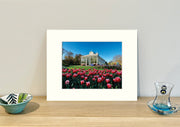 Frame mount containing a colour print of beautiful red tulips and conservatory sitting upright on sideboard