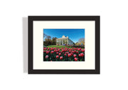 Frame mount with print of beautiful tulips and conservatory in finalised picture frame hanging on wall