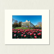 Ready to Frame Print: Tulips - a frame mount containing a photo of radiant red tulips in front of a conservatory in a park