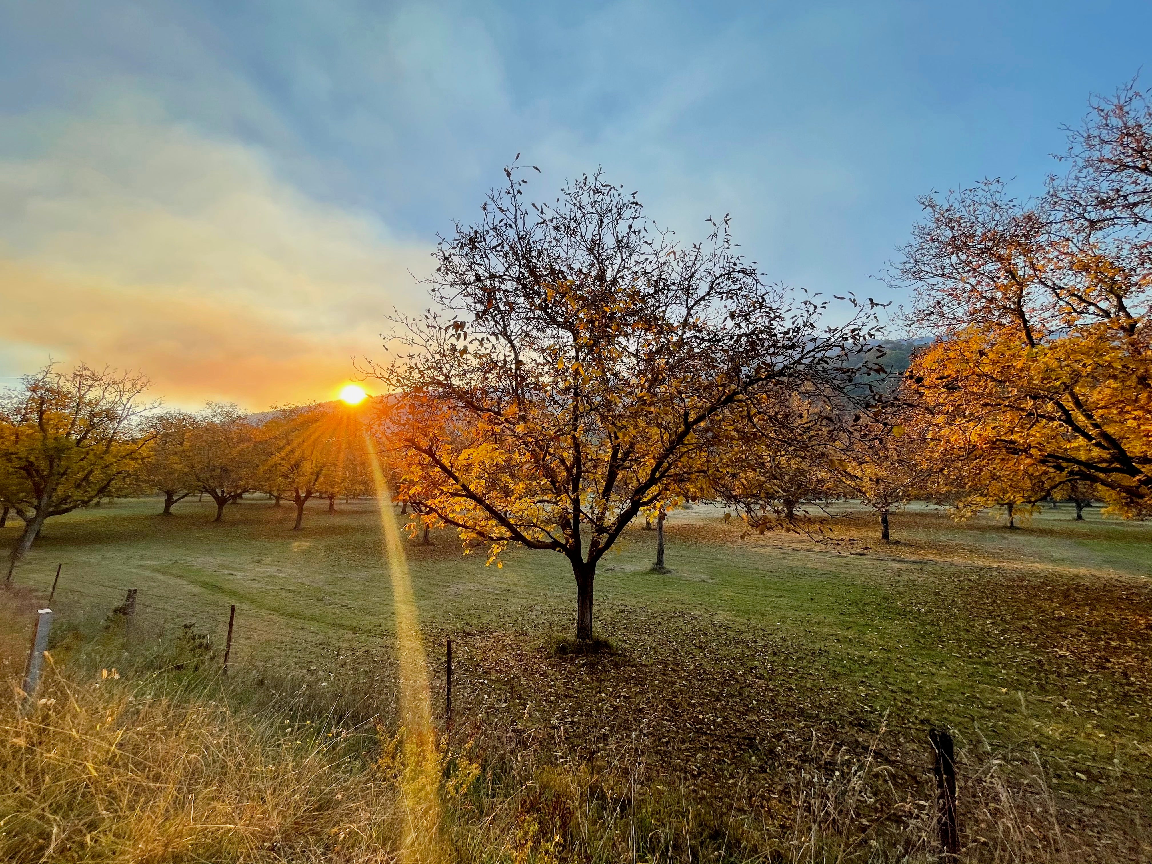 Sun is setting in the background and producing a beautiful ray of golden light across a field of autumn trees